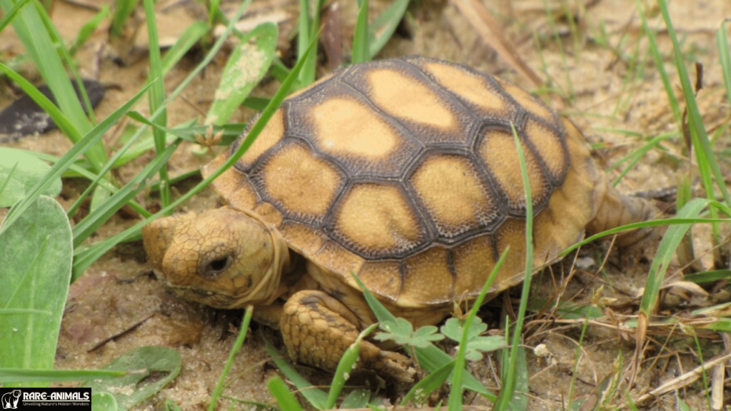 Gopher Tortoise