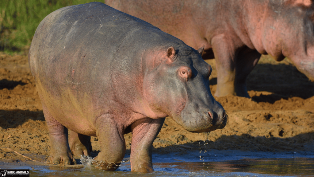 Hippopotamus (Hippopotamus amphibius)