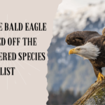 How the Bald Eagle Soared Off the Endangered Species List