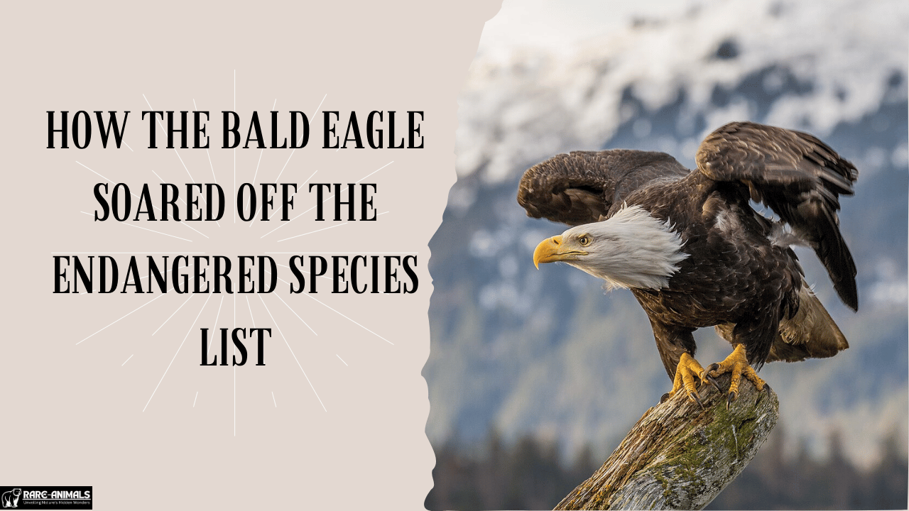 How the Bald Eagle Soared Off the Endangered Species List