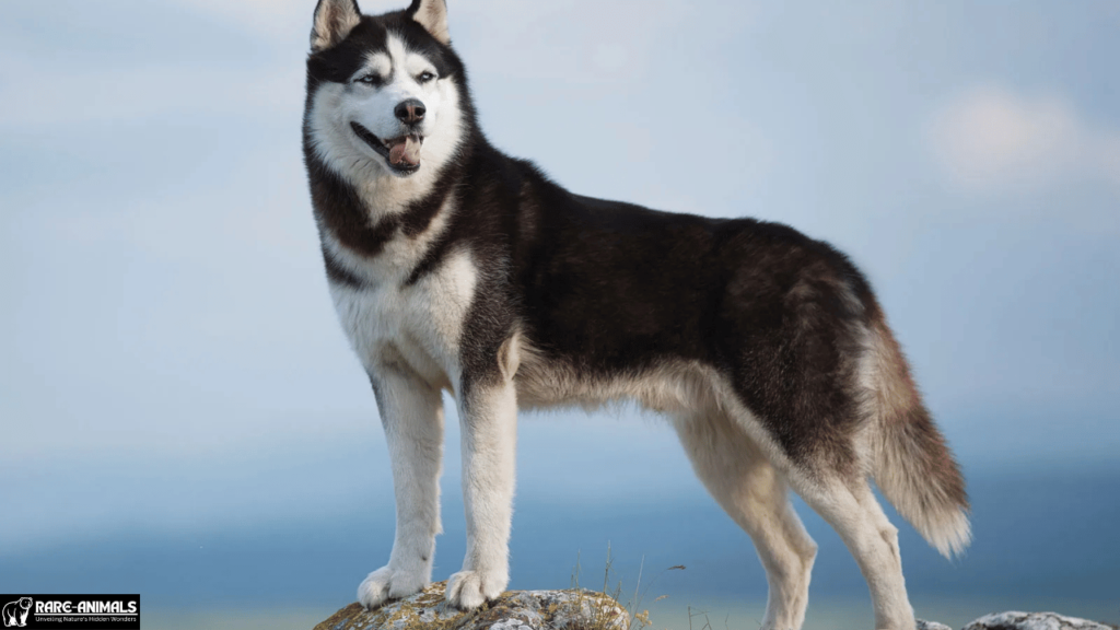 Husky