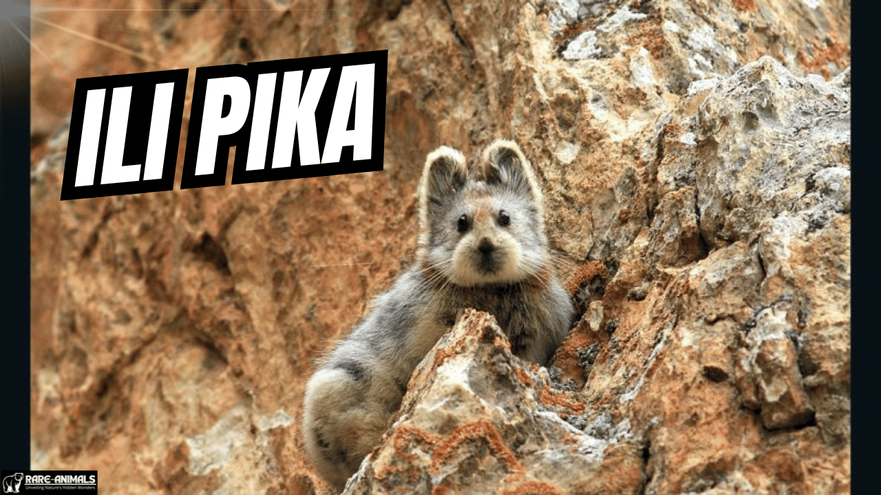 Ili pika