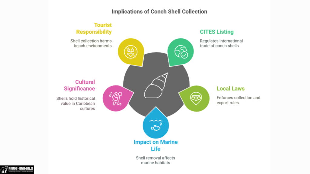 Implications of Conch Shell Collection