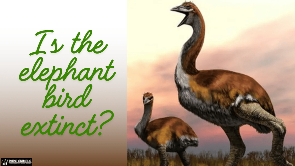 Is the elephant bird extinct