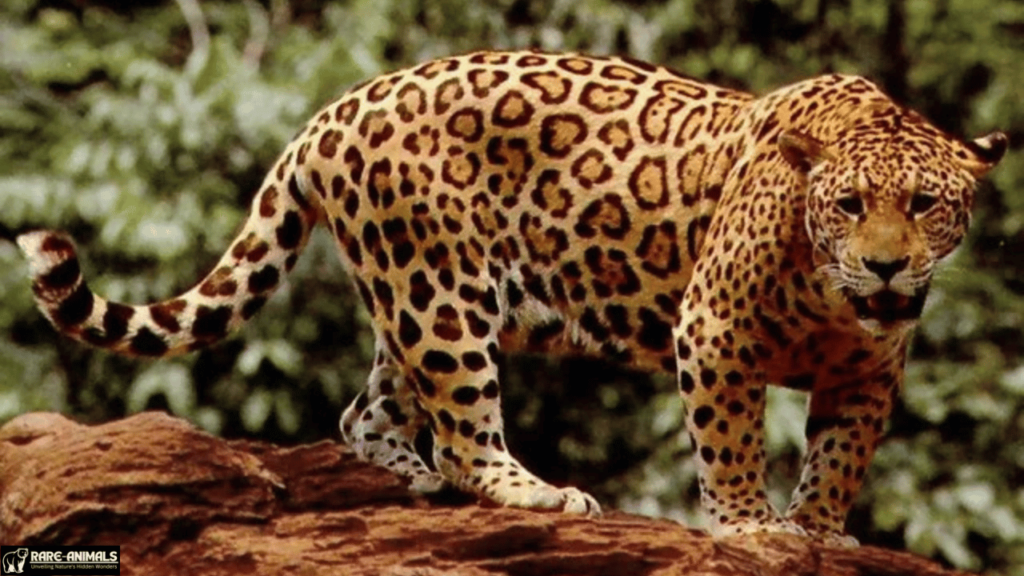 Jaguar