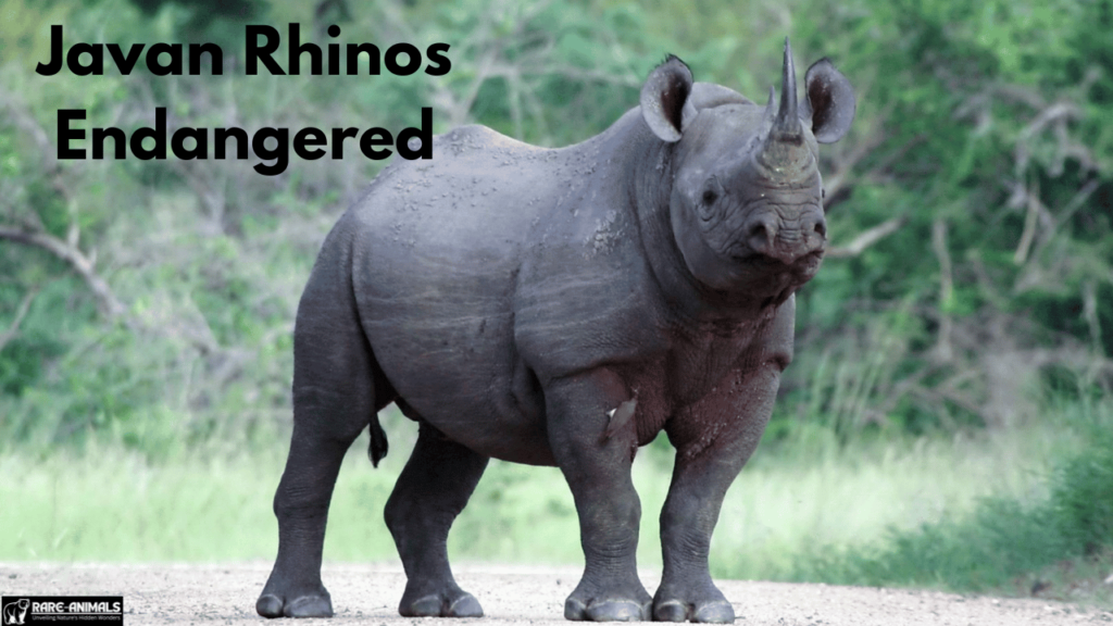 Javan Rhinos Endangered