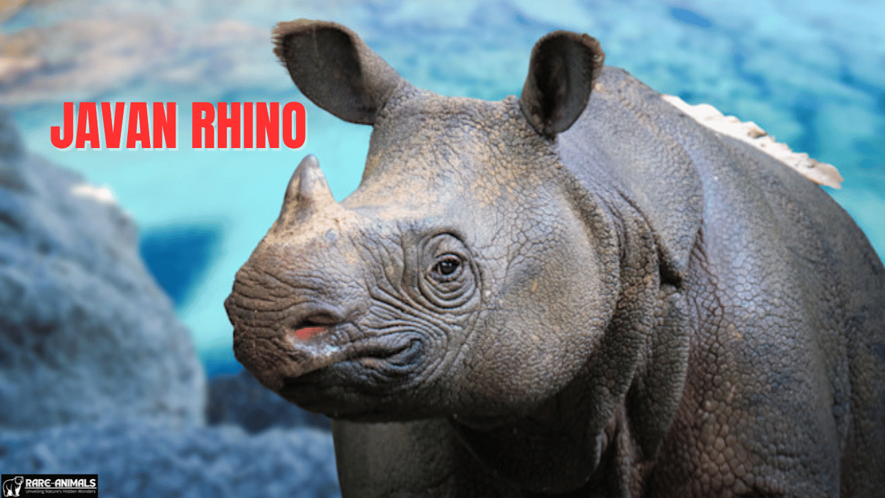 Javan rhino