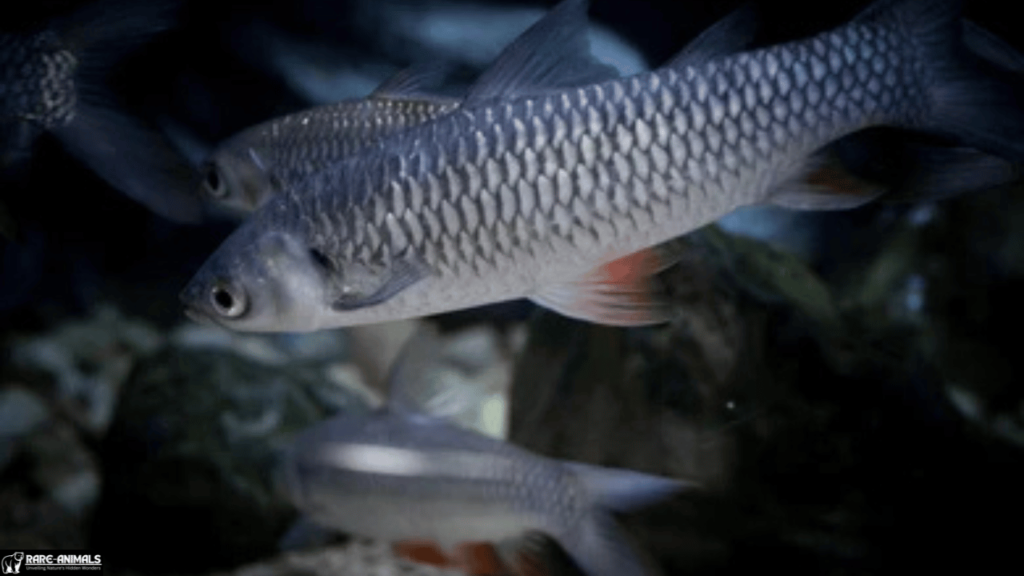 Javanese Carp (Leptobarbus hoevenii)