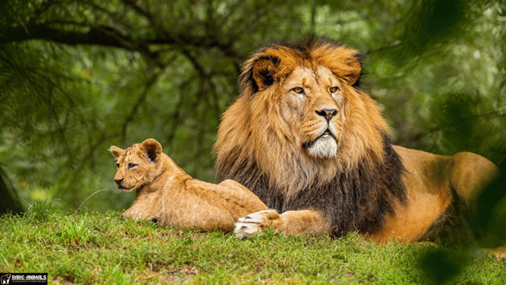 Lion (Panthera leo)