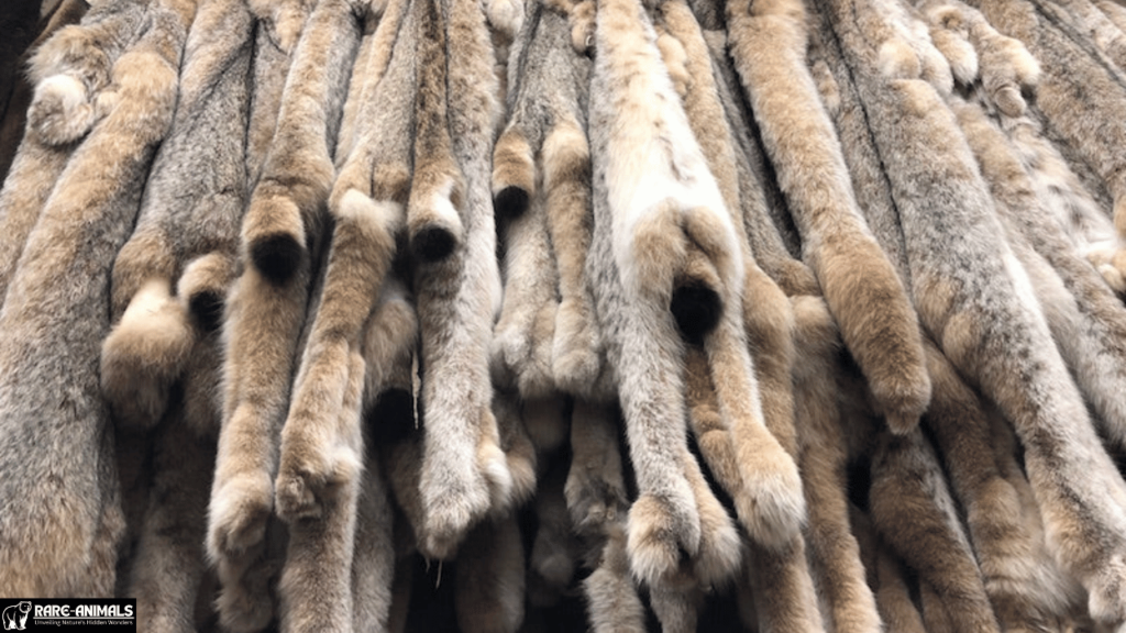  Lynx Pelts