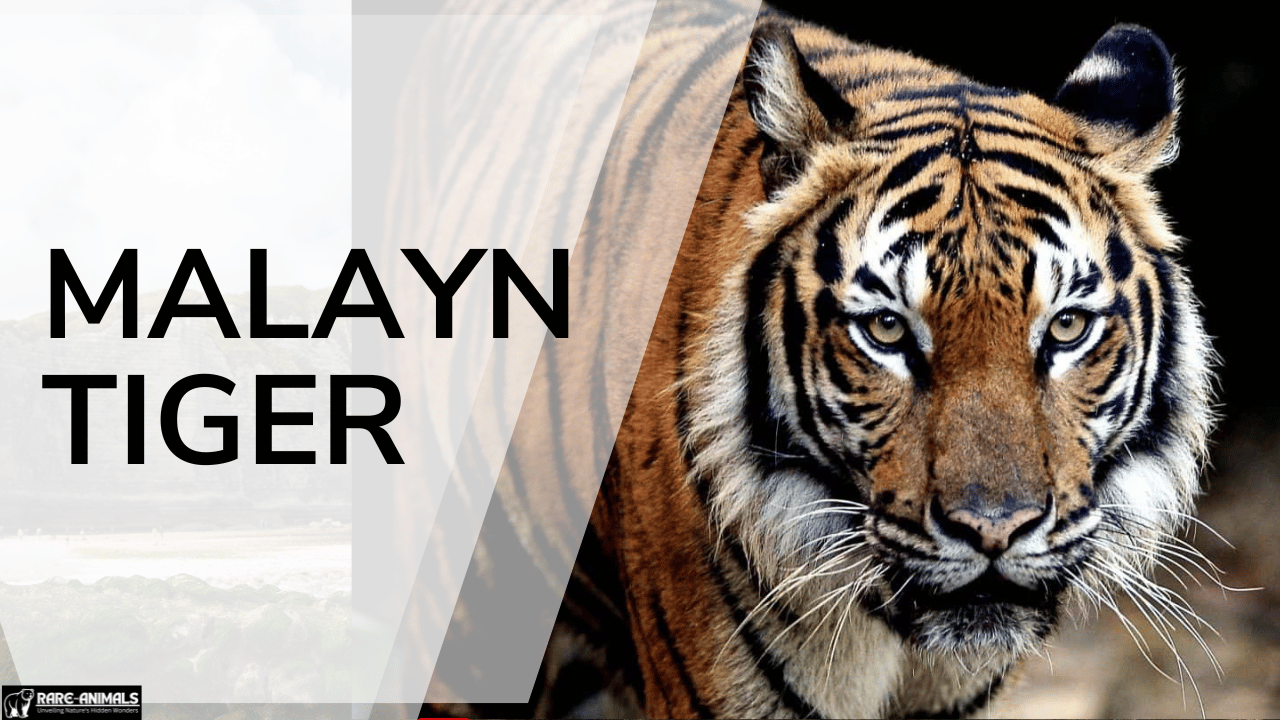 Malayan Tiger