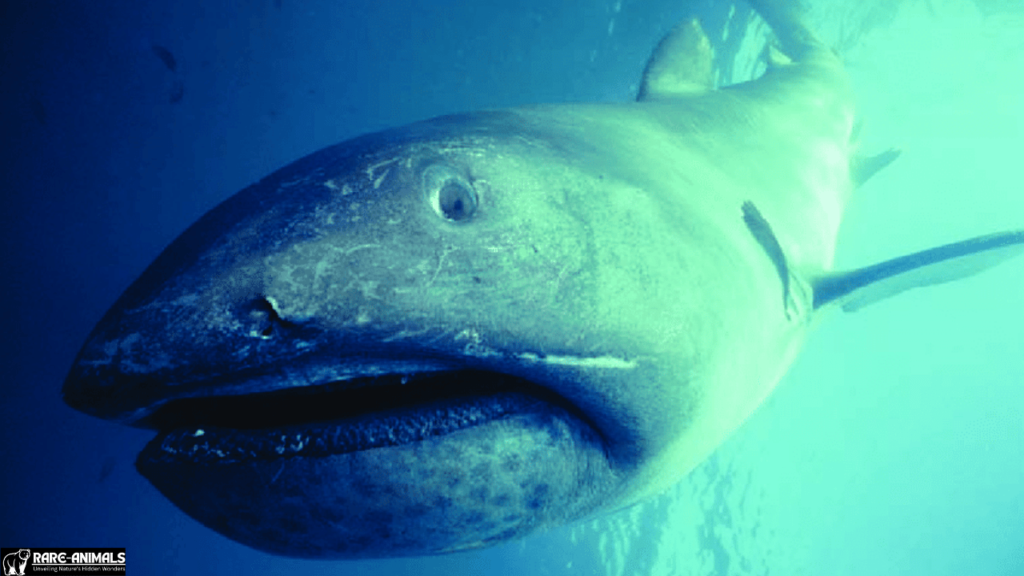 Megamouth Shark (Megachasma pelagios)