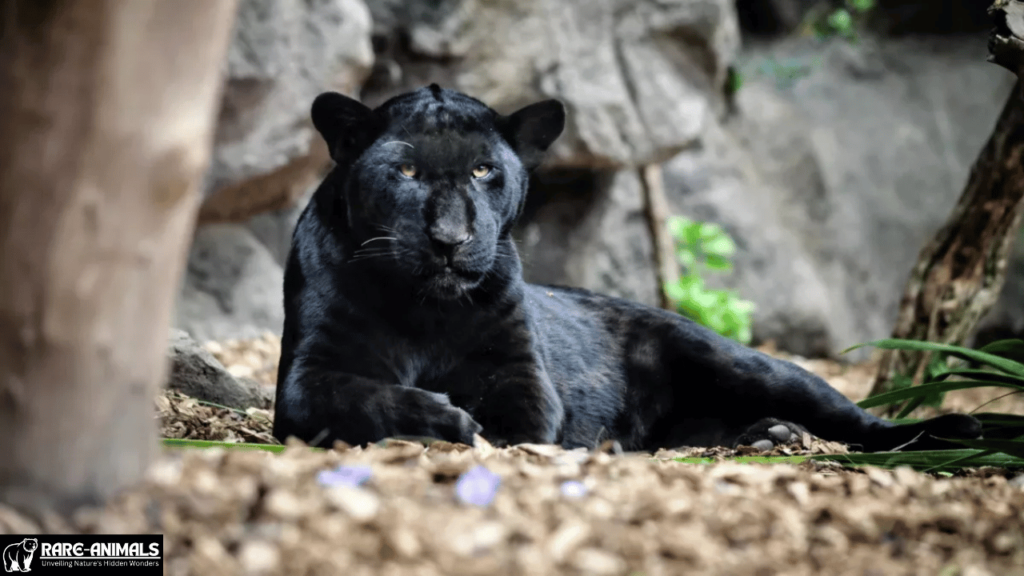 Melanistic Jaguar