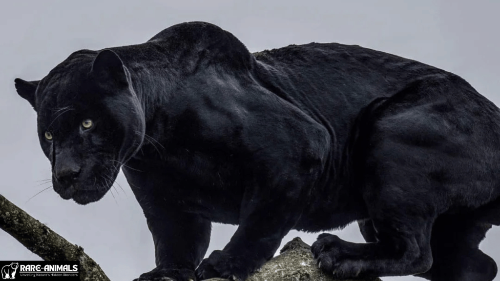 _Melanistic Leopards (Black Panthers)