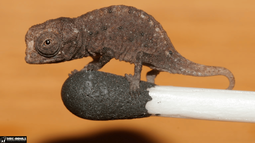 Miniature Chameleon