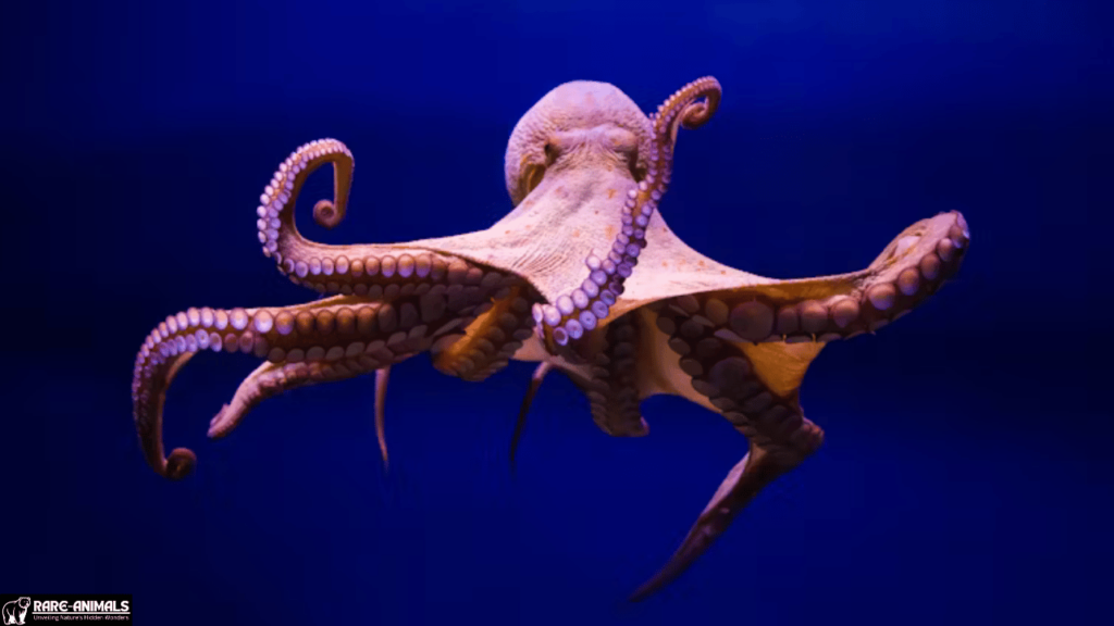 Octopuses