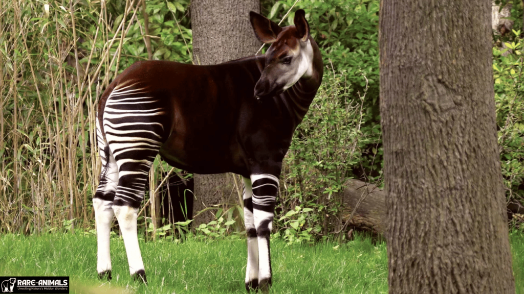 Okapi (Okapia johnstoni)