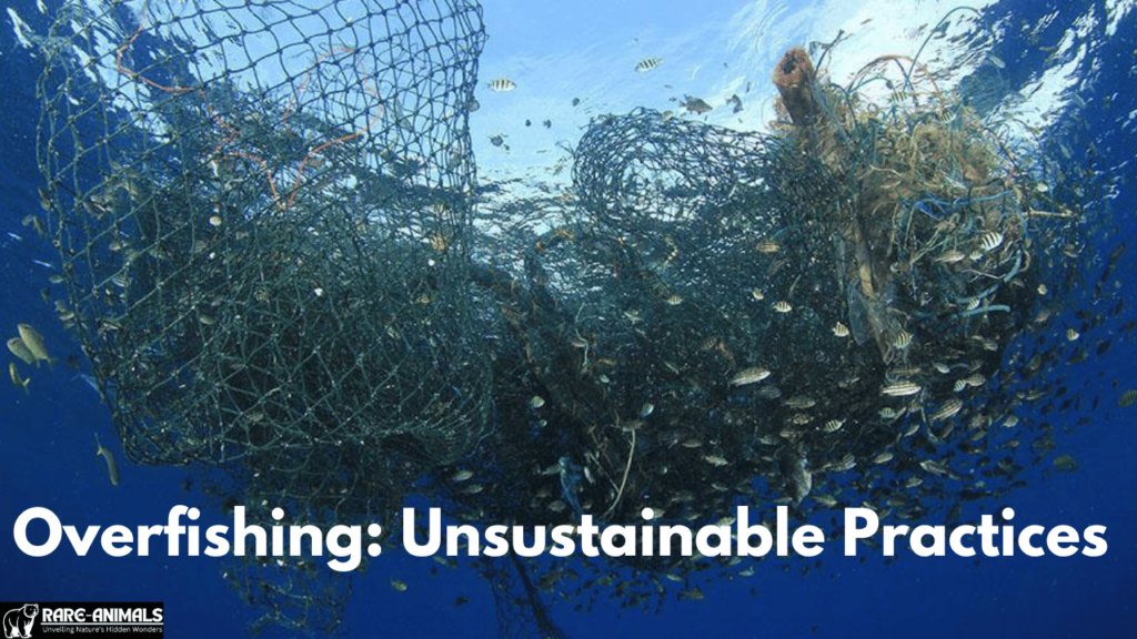 Overfishing Unsustainable Practices
