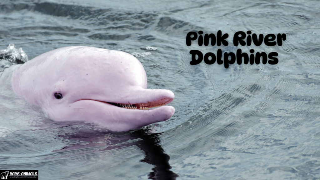 Pink River Dolphins