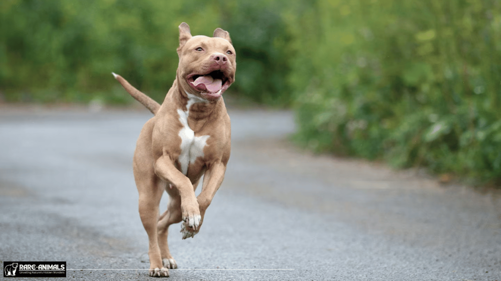 Pit Bull Terrier