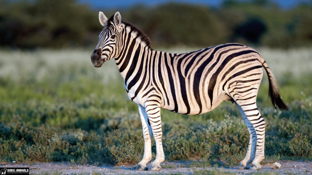 Plains Zebra (Equus quagga)