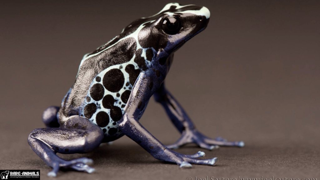 Poison Dart Frogs