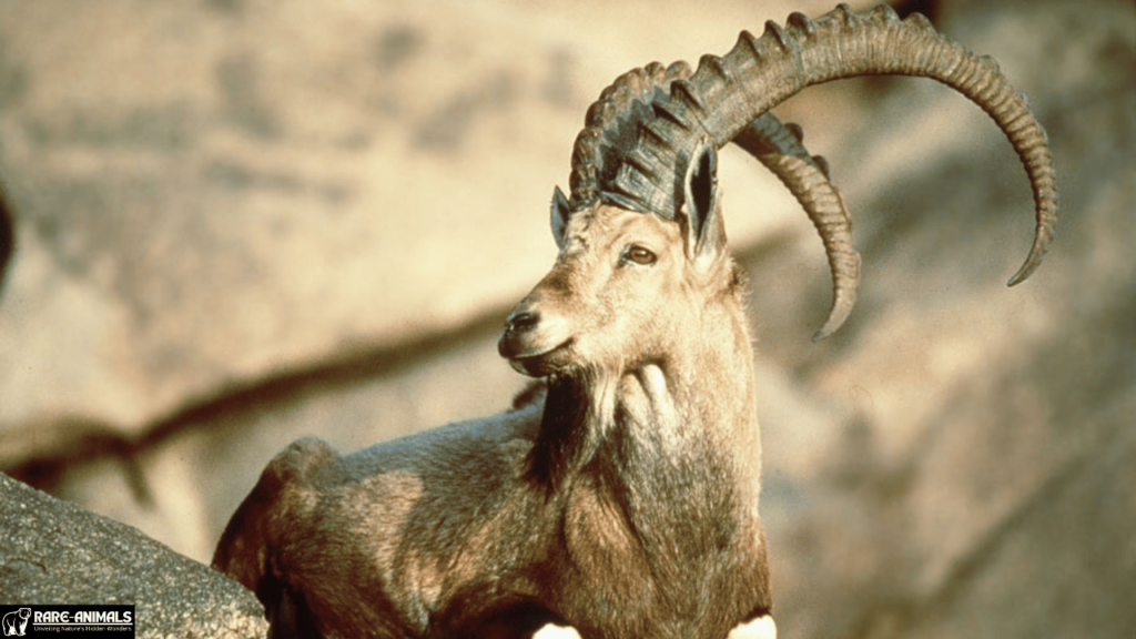 Pyrenean Ibex