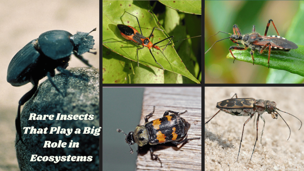 Rare Insects That Play a Big Role in Ecosystems