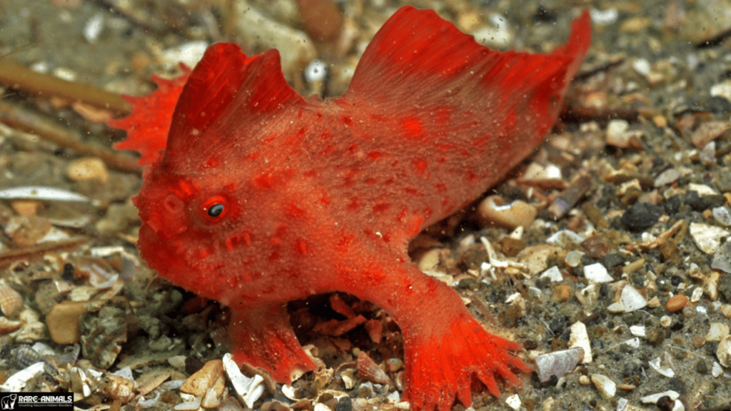 Red Handfish (Thymichthys politus)