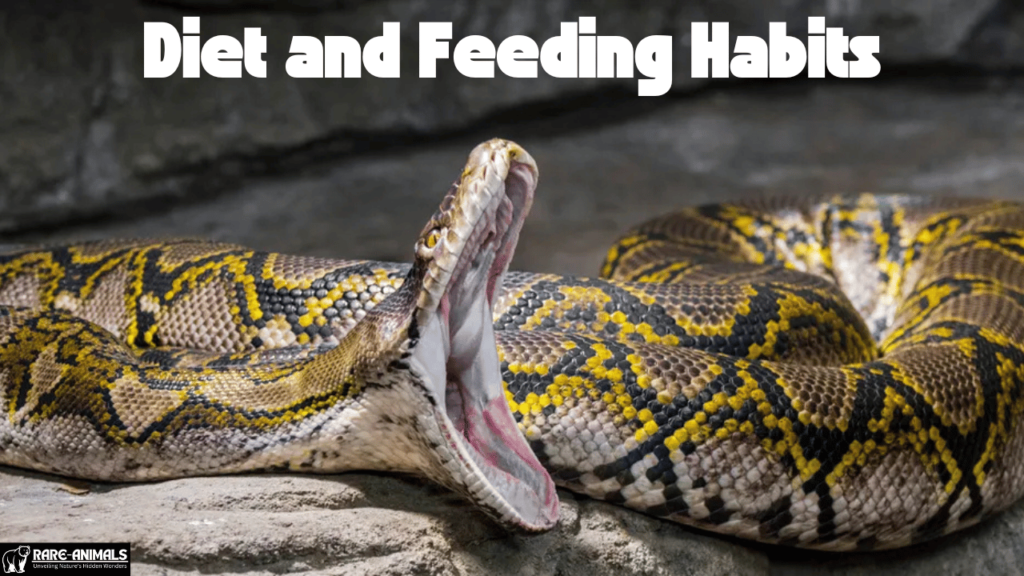 Reticulated Python Diet and Feeding Habits