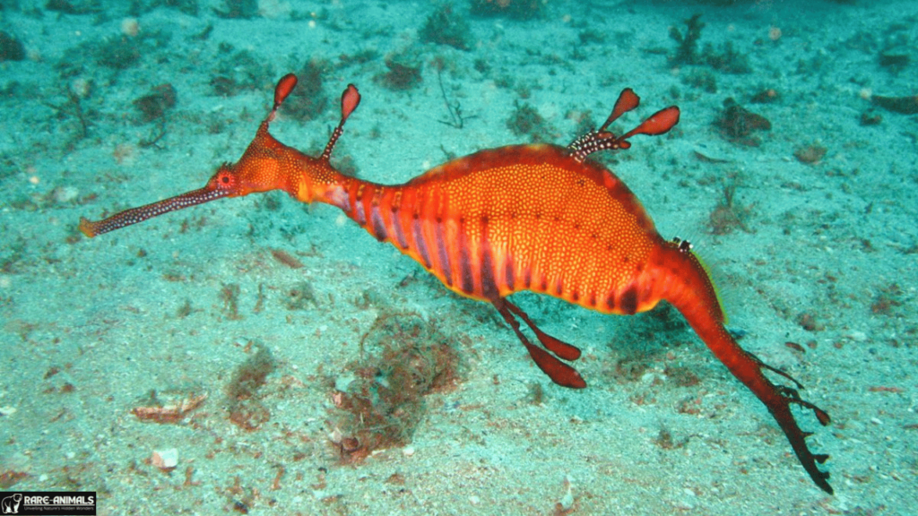 Ruby Seadragon