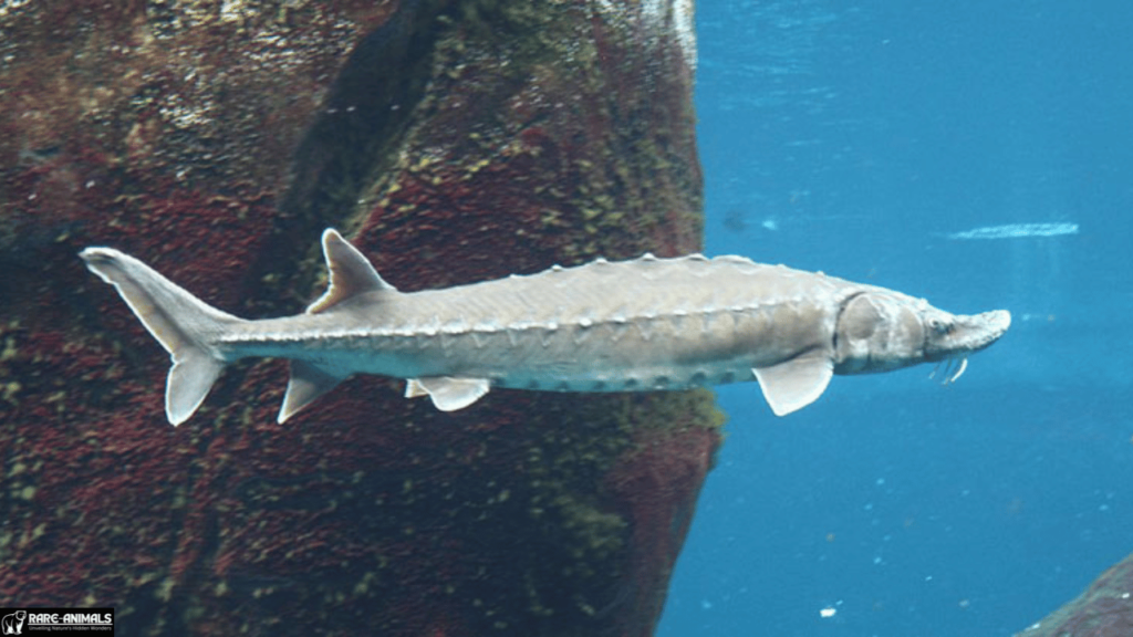 Sakhalin Sturgeon (Acipenser mikadoi)