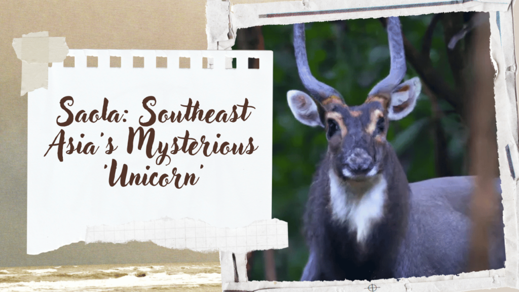 Saola Southeast Asia's Mysterious 'Unicorn'