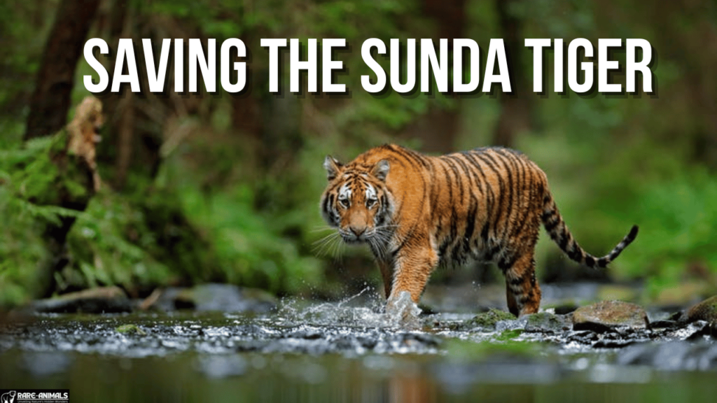  Saving the Sunda Tiger 