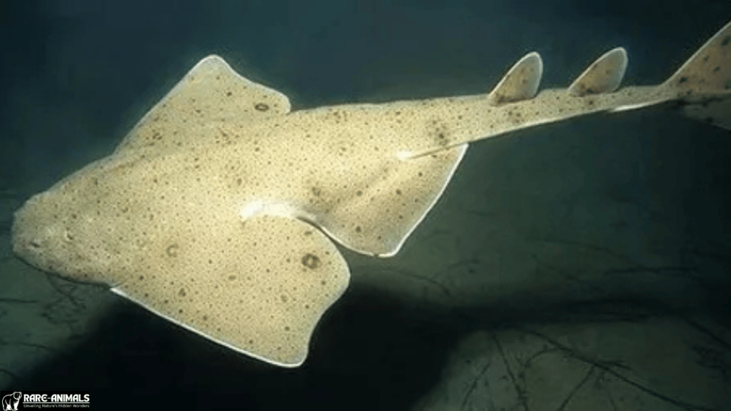 Sawback Angelshark (Squatina aculeata)