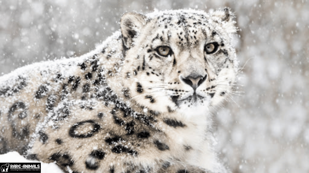 Snow Leopard (Panthera uncia)