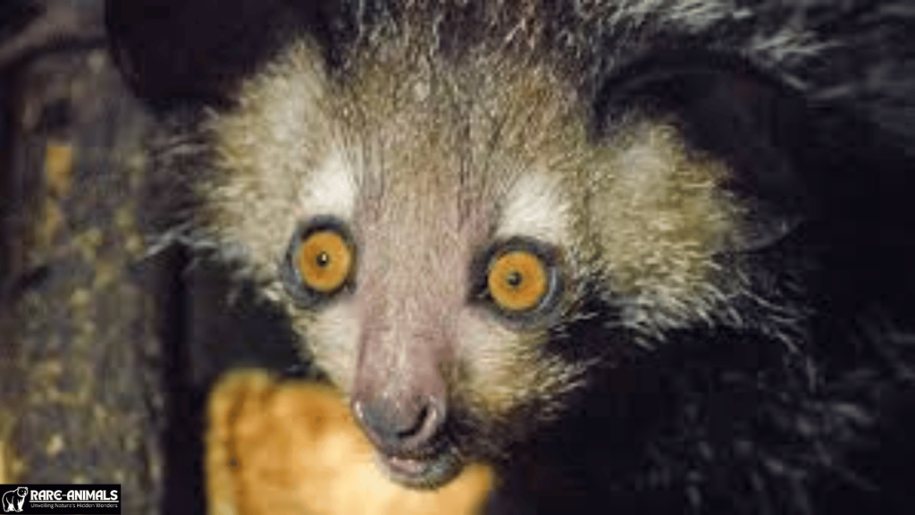  The Aye-Aye: Madagascar’s Mysterious Lemur