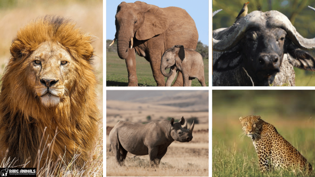 The Big Five of African Wildlife