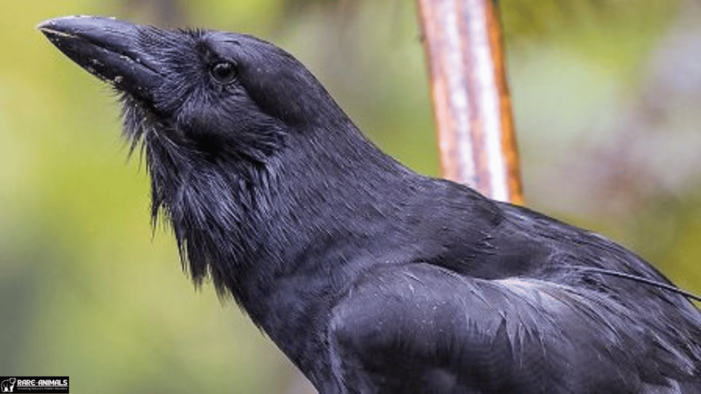 The Hawaiian Crow (ʻAlalā)