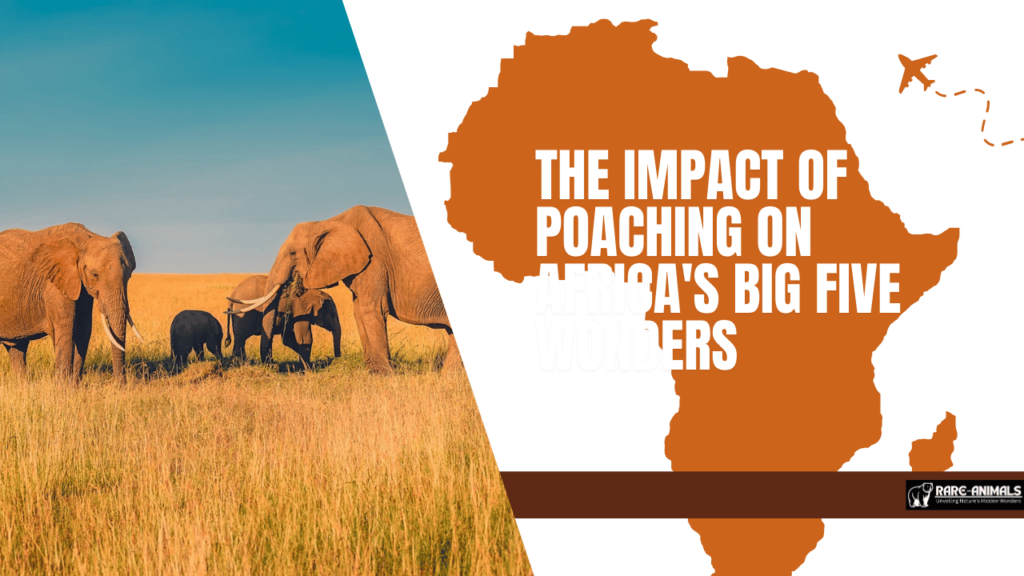 The Impact of Poaching on Africa's Big Five Wonders