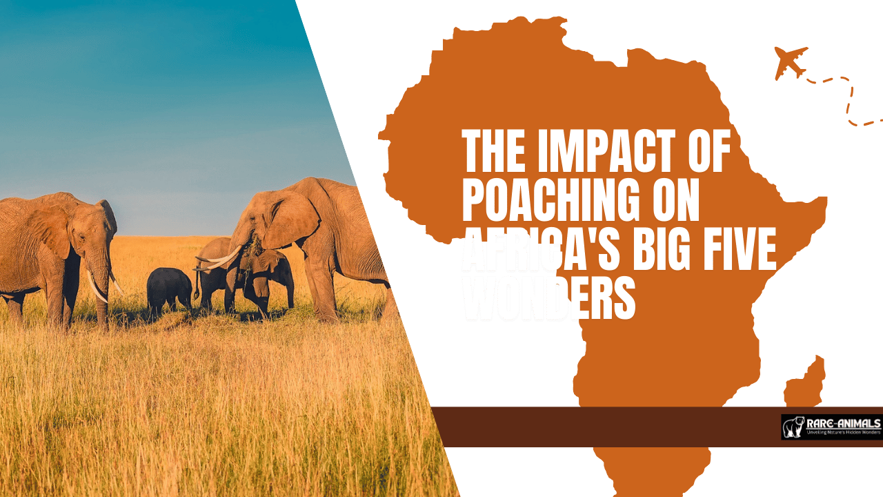 The Impact of Poaching on Africa's Big Five Wonders