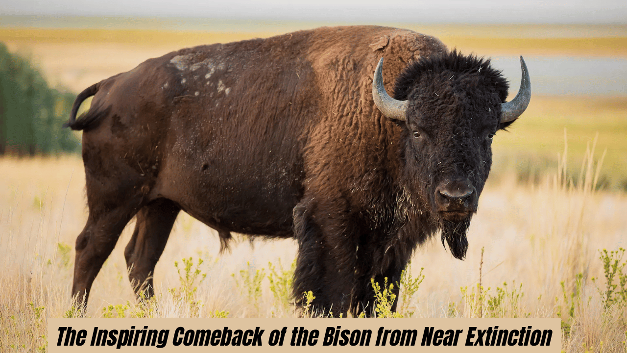 The Inspiring Comeback of the Bison from Near Extinction