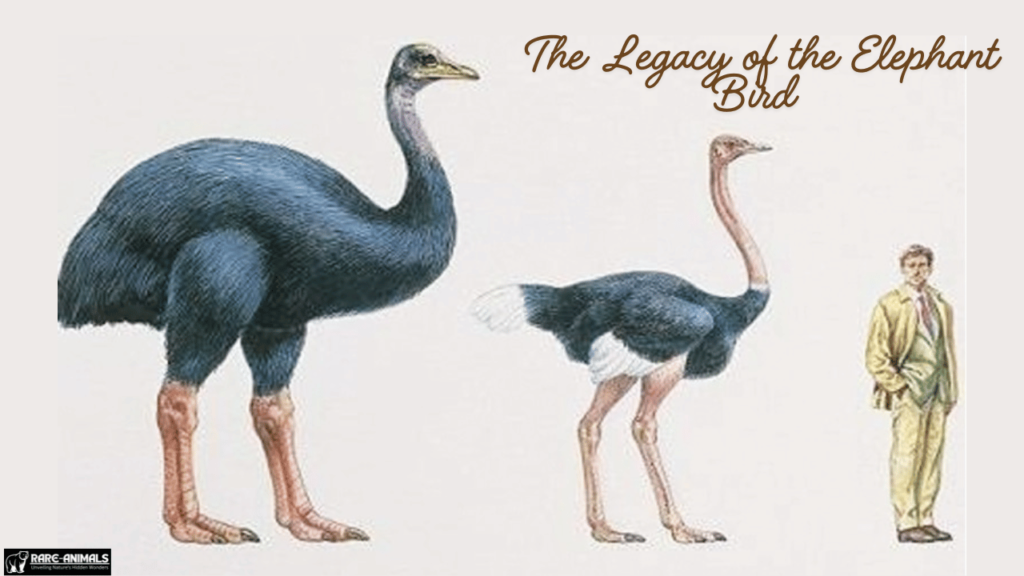 The Legacy of the Elephant Bird  