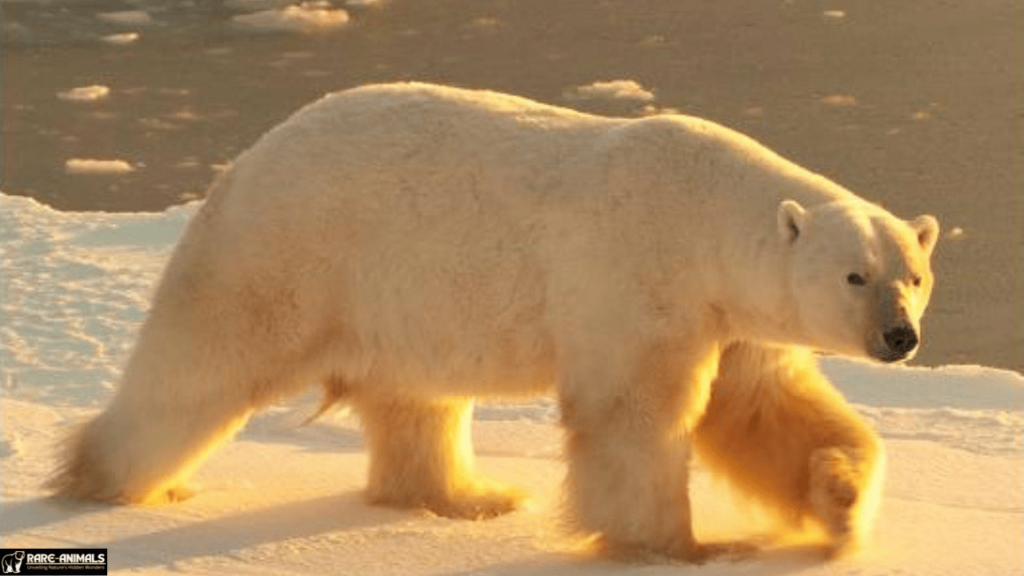 The Polar Bear (Ursus maritimus)