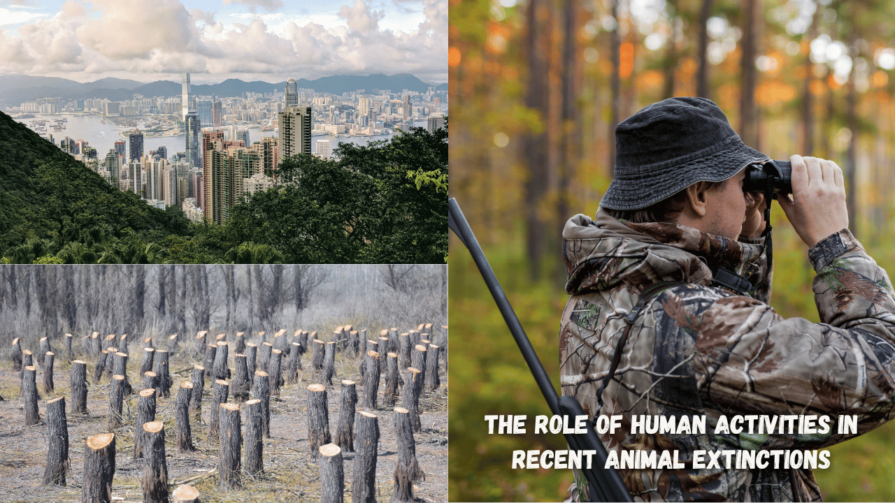 The Role of Human Activities in Recent Animal Extinctions