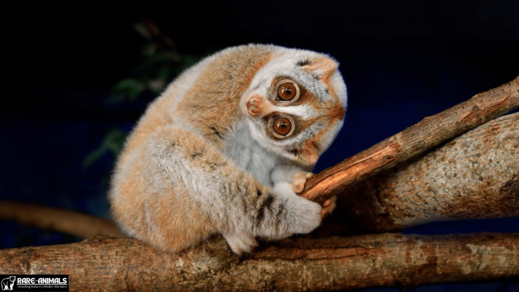  The Slow Loris: Venomous Primate
