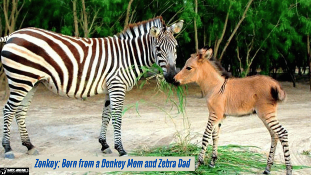 The Unique Zonkey Born from a Donkey Mom and Zebra Dad