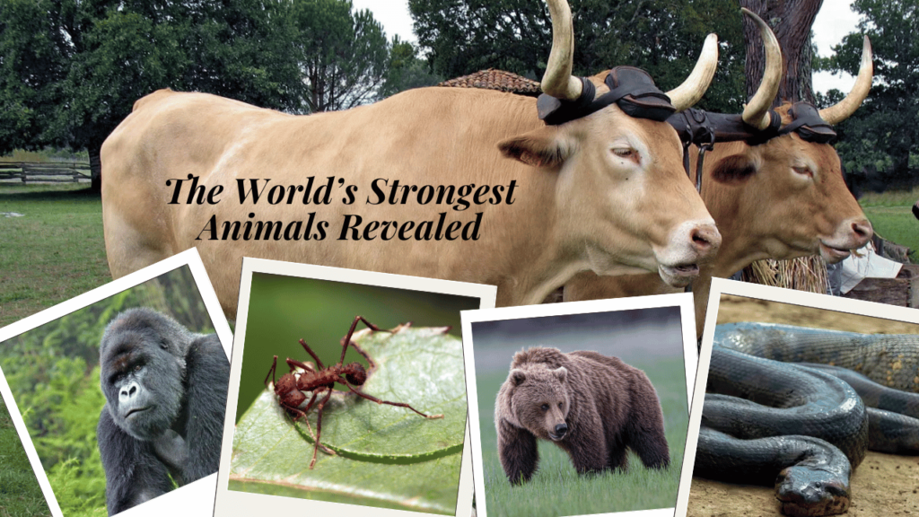 The World’s Strongest Animals Revealed