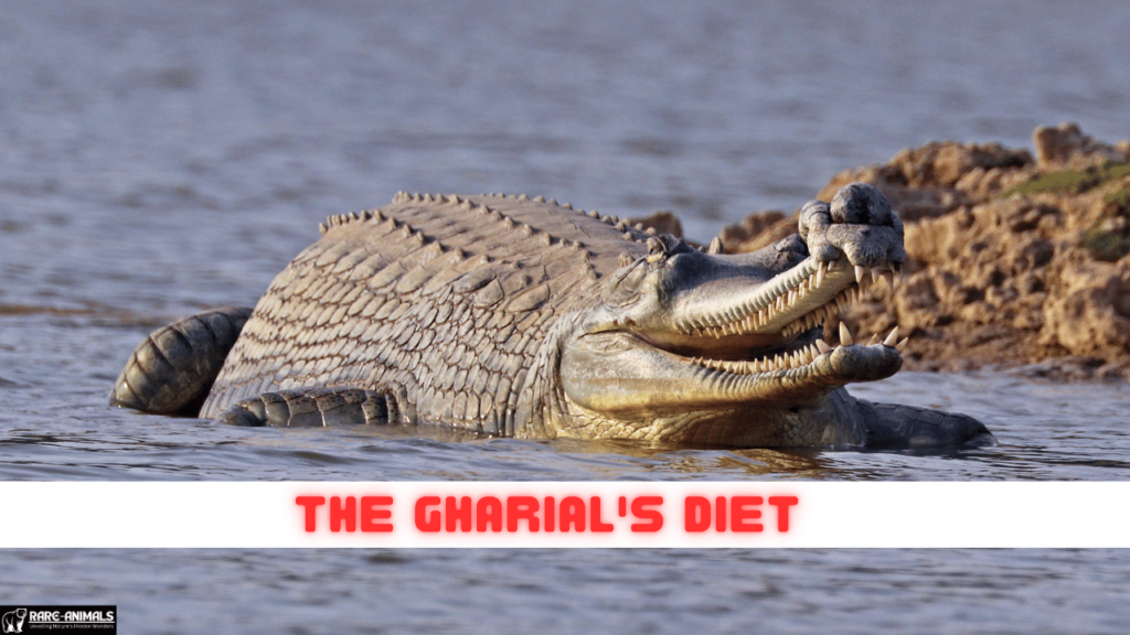 The gharial's diet