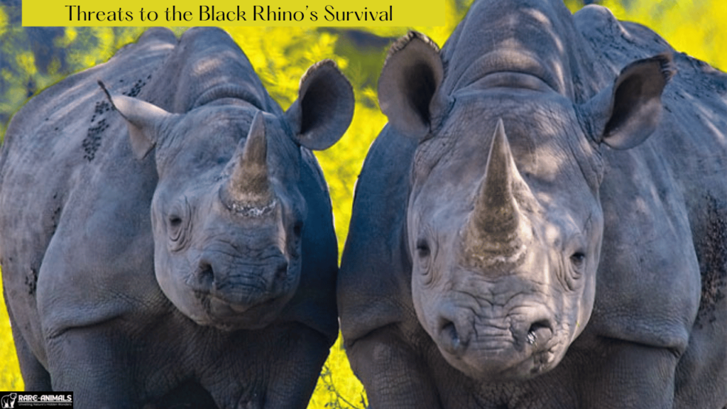 Threats to the Black Rhino’s Survival